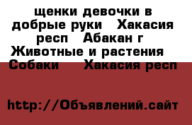 щенки девочки в добрые руки - Хакасия респ., Абакан г. Животные и растения » Собаки   . Хакасия респ.